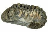 Long, Curled Morocops Trilobite - Morocco #323508-2
